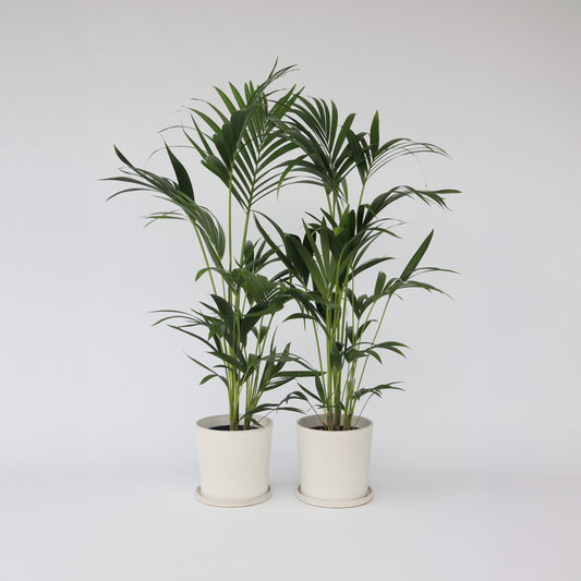 Howea Forsteriana - 2er-Set - Kentiapalme