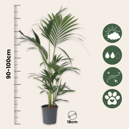 Howea Forsteriana - 2er-Set - Kentiapalme