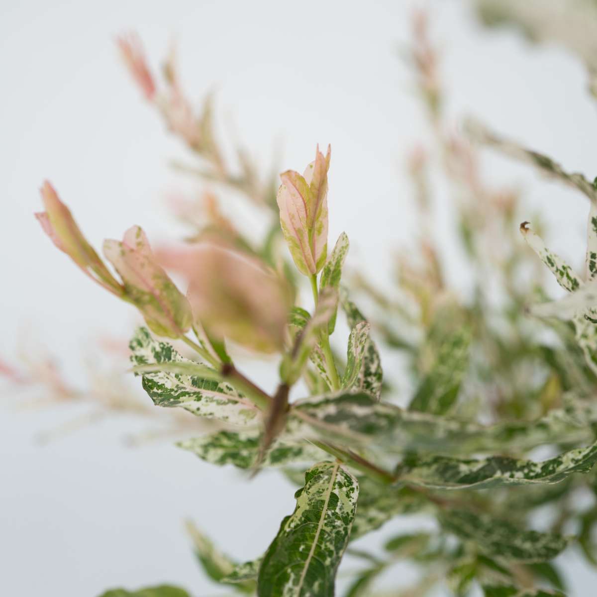 Salix Flamingo - 2er-Set - Buntweide