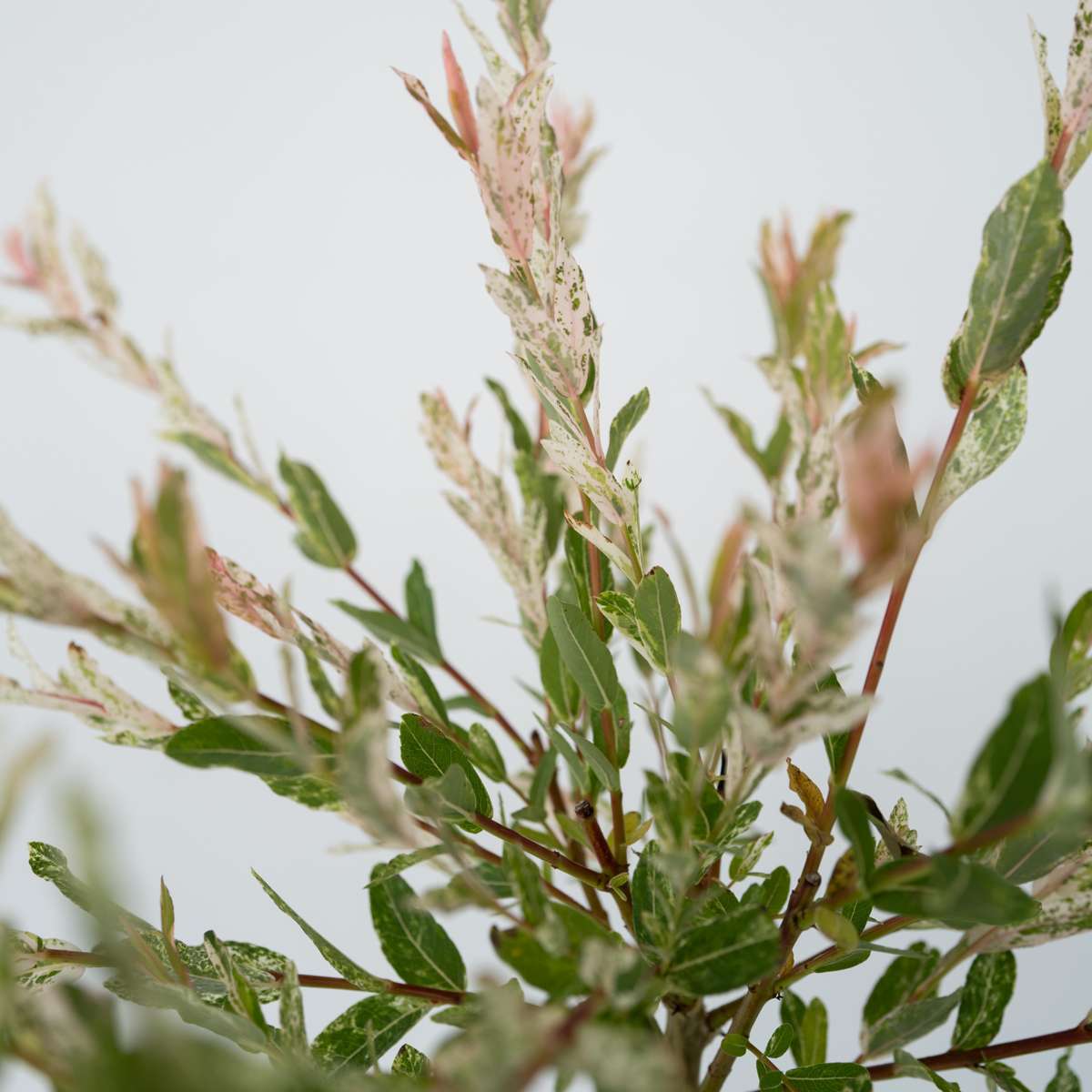 Salix Flamingo - 2er-Set - Buntweide
