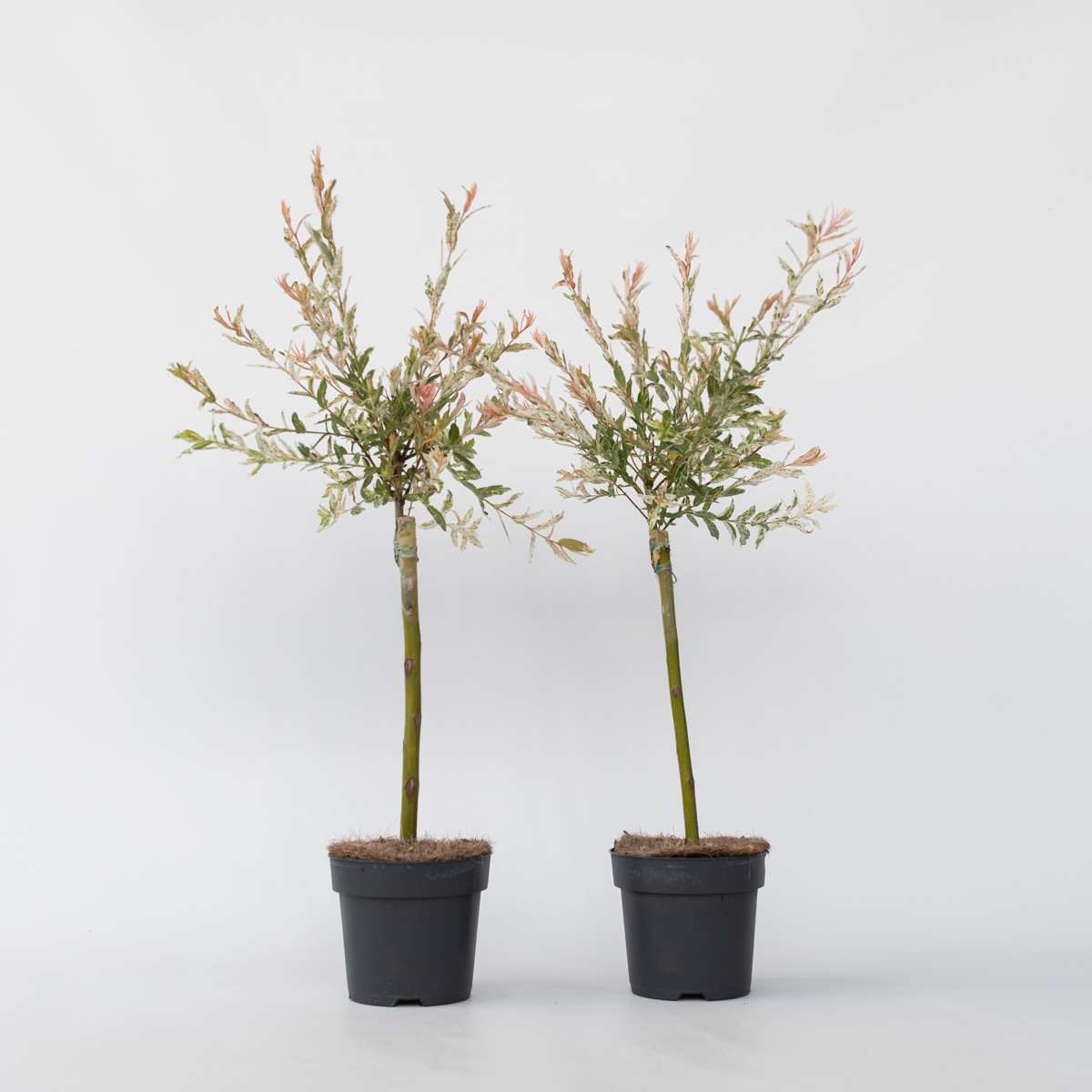 Salix Flamingo - 2er-Set - Buntweide