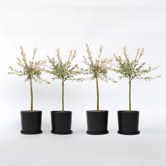 Salix Flamingo - 4er-Set - Buntweide
