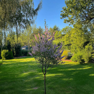 Salix Flamingo - 4er-Set - Buntweide