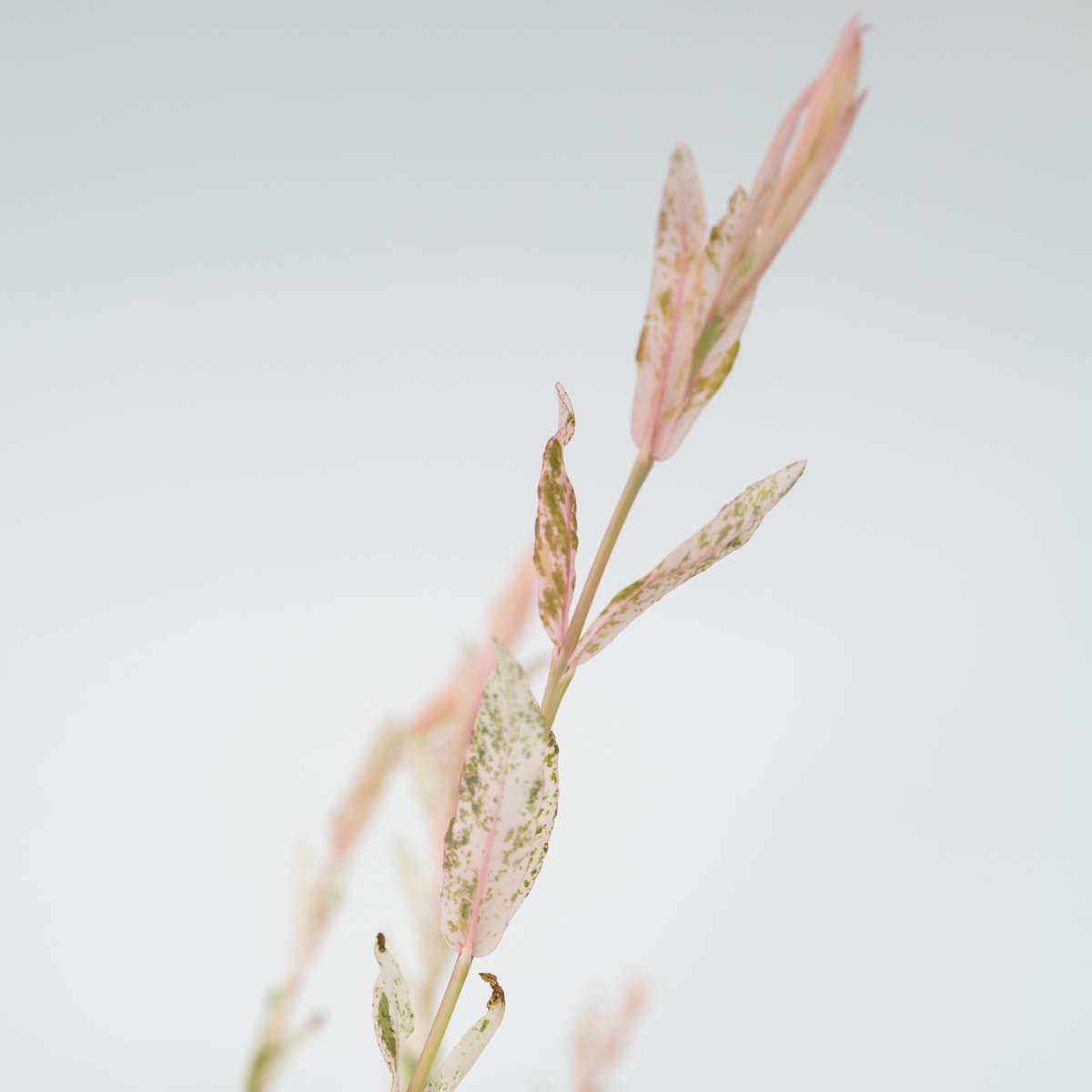 Salix Flamingo - 4er-Set - Buntweide