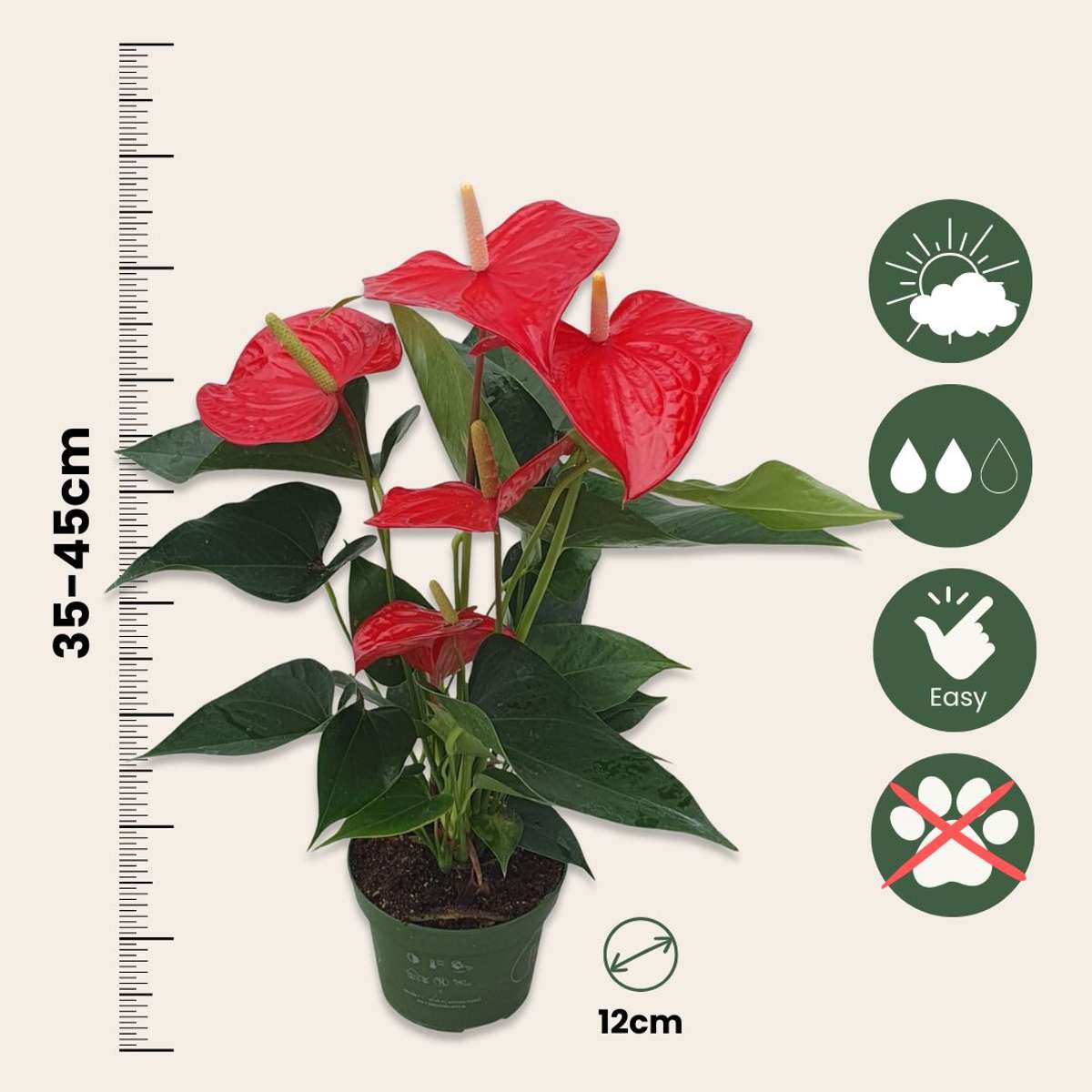 Anthurium 'Royal Champion' - Flamingopflanze