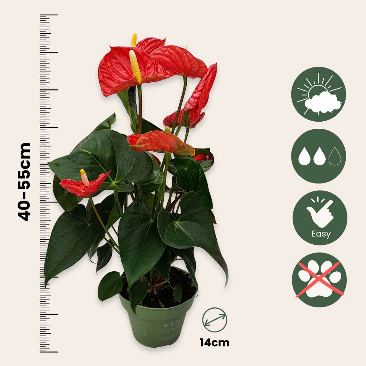Anthurium 'Madural Red' - Flamingopflanze
