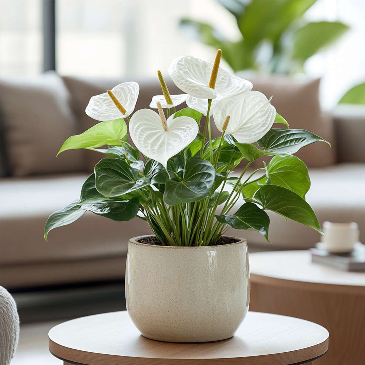Anthurium 'Alpine White'
