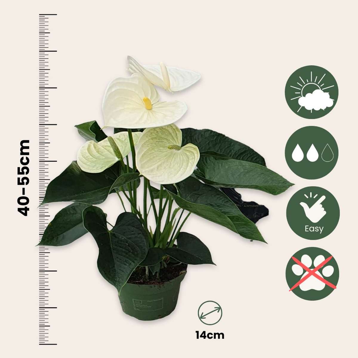 Anthurium 'Alpine White'