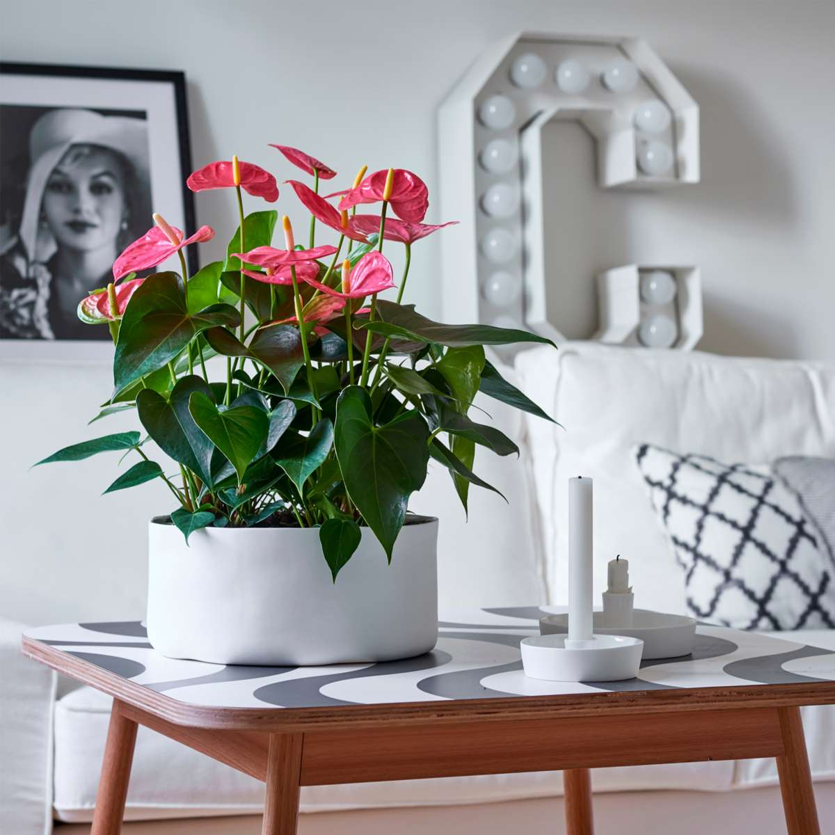 Anthurium 'Colorado Pink' - Flamingoplant