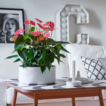 Anthurium 'Colorado Pink' - Flamingoplant