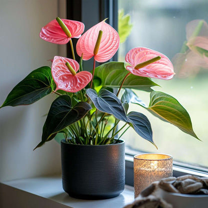 Anthurium 'Colorado Pink' - Flamingopflanze