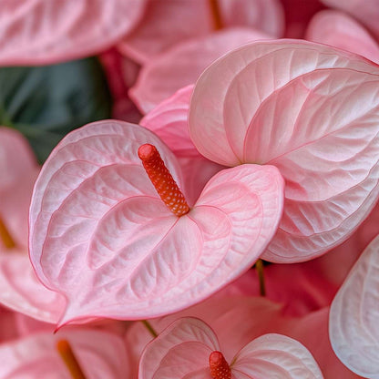 Anthurium 'Colorado Pink' - Flamingopflanze