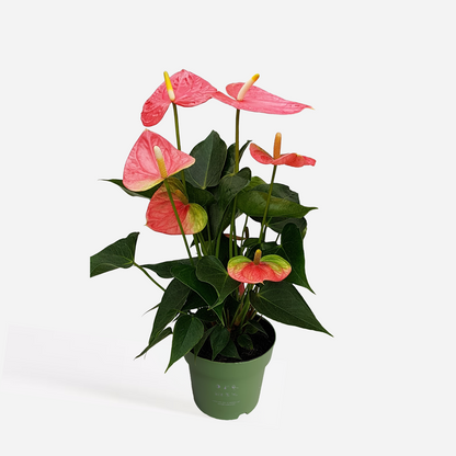 Anthurium 'Colorado Pink' - Flamingopflanze