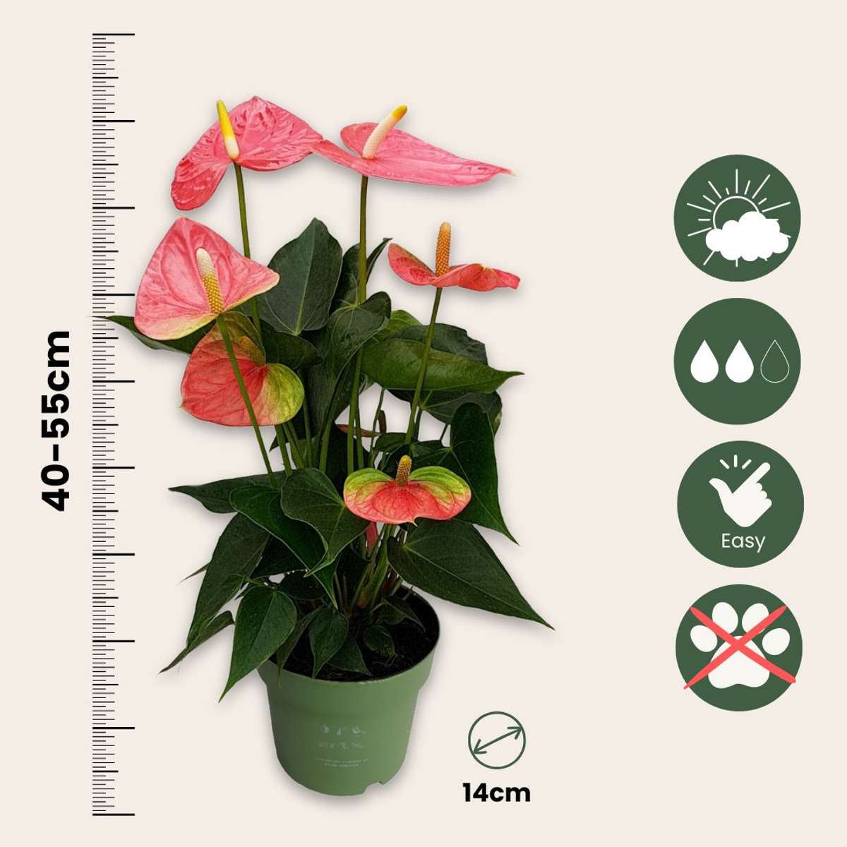 Anthurium 'Colorado Pink' - Flamingoplant
