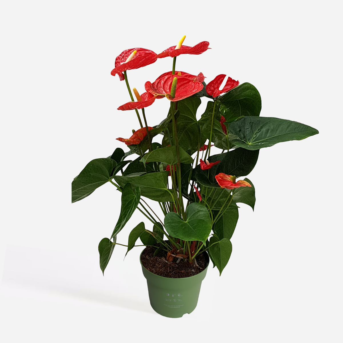 Anthurium 'Madural Red' - Flamingopflanze