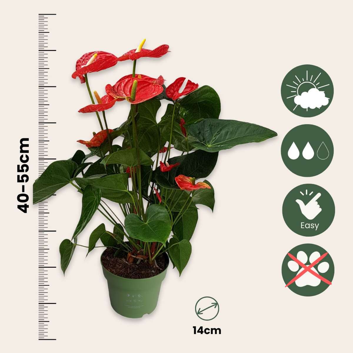 Anthurium 'Madural Red' - Flamingopflanze