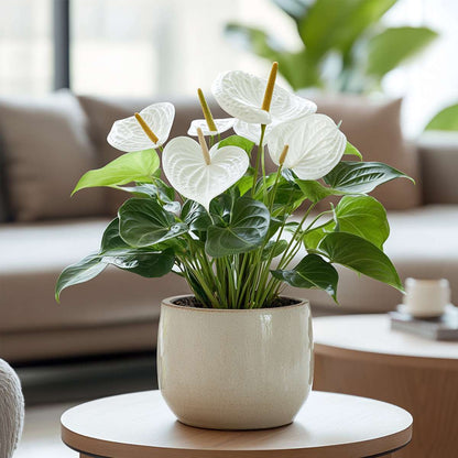 Anthurium 'Alaska White' - Flamingopflanze