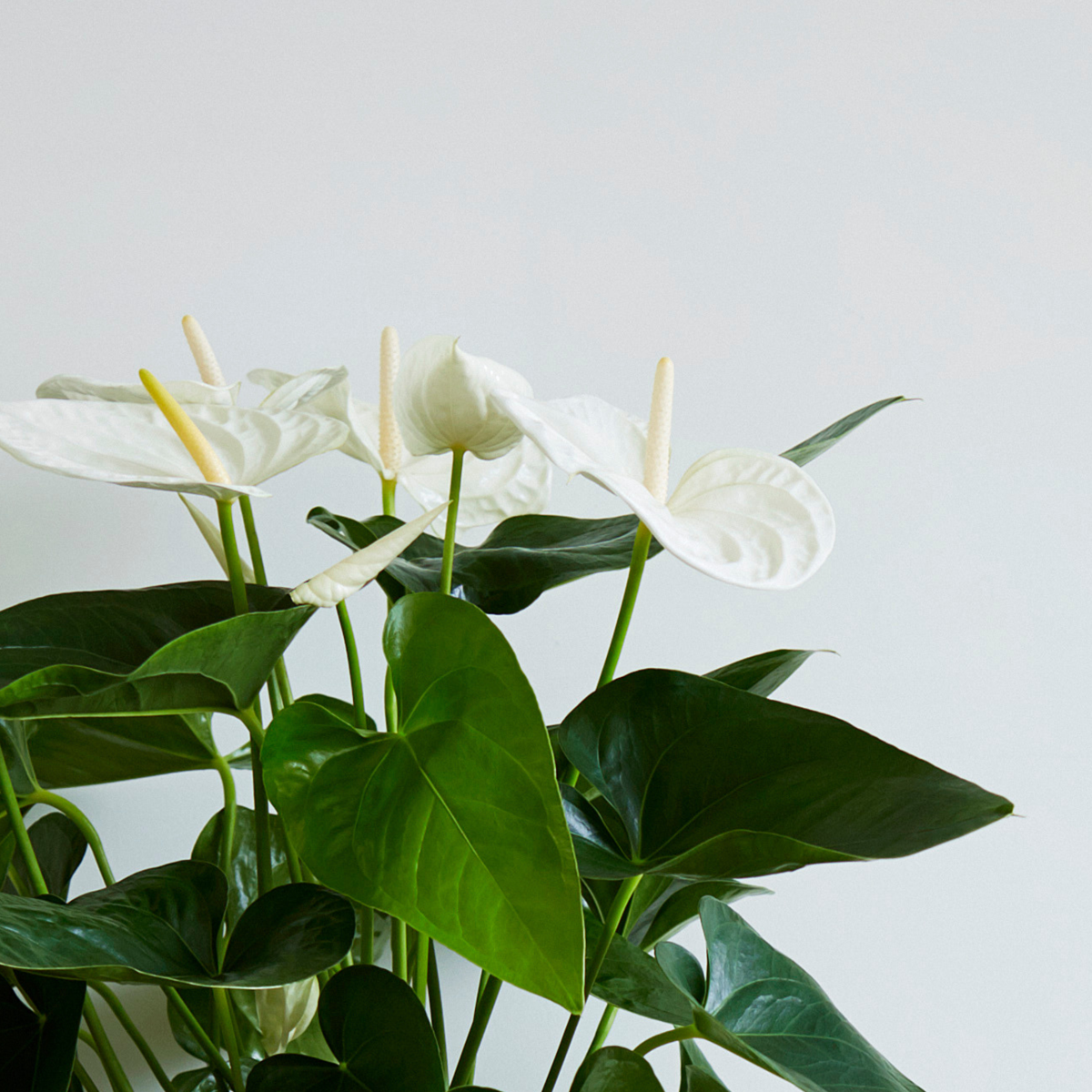 Anthurium 'Alaska White' - Flamingopflanze