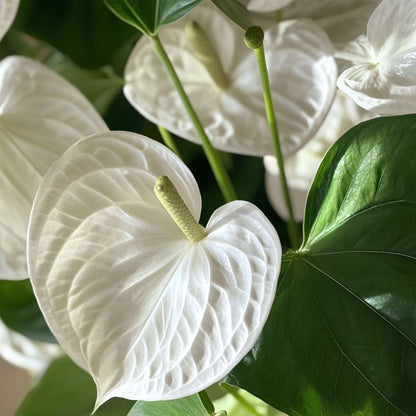Anthurium 'Alaska White' - Flamingopflanze