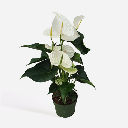 Anthurium 'Alaska White' - Flamingopflanze