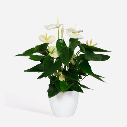 Anthurium 'Alaska White' - Flamingopflanze