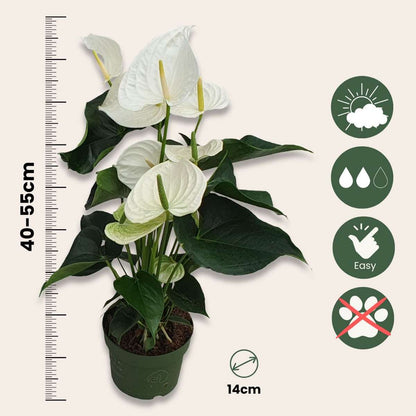 Anthurium 'Alaska White' - Flamingopflanze