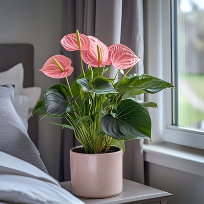 Anthurium 'Maine Pink' - Flamingopflanze