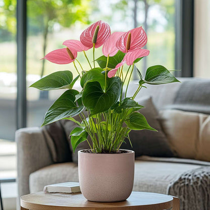 Anthurium 'Maine Pink' - Flamingopflanze