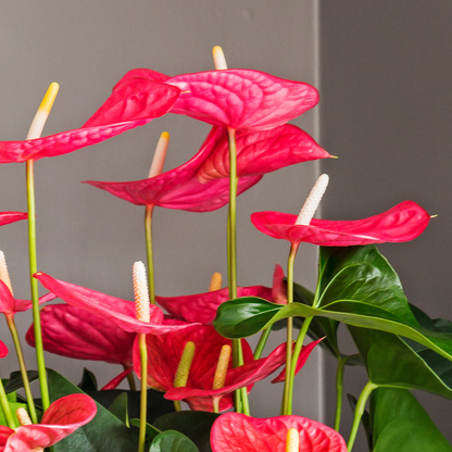 Anthurium 'Maine Pink' - Flamingopflanze