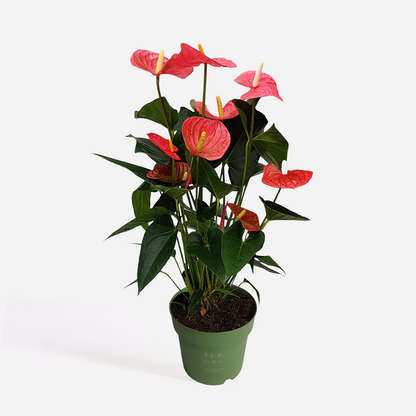 Anthurium 'Maine Pink' - Flamingopflanze