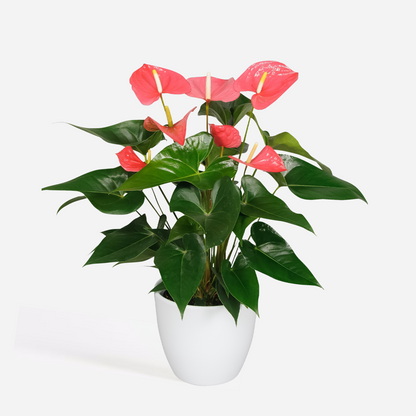 Anthurium 'Maine Pink' - Flamingopflanze