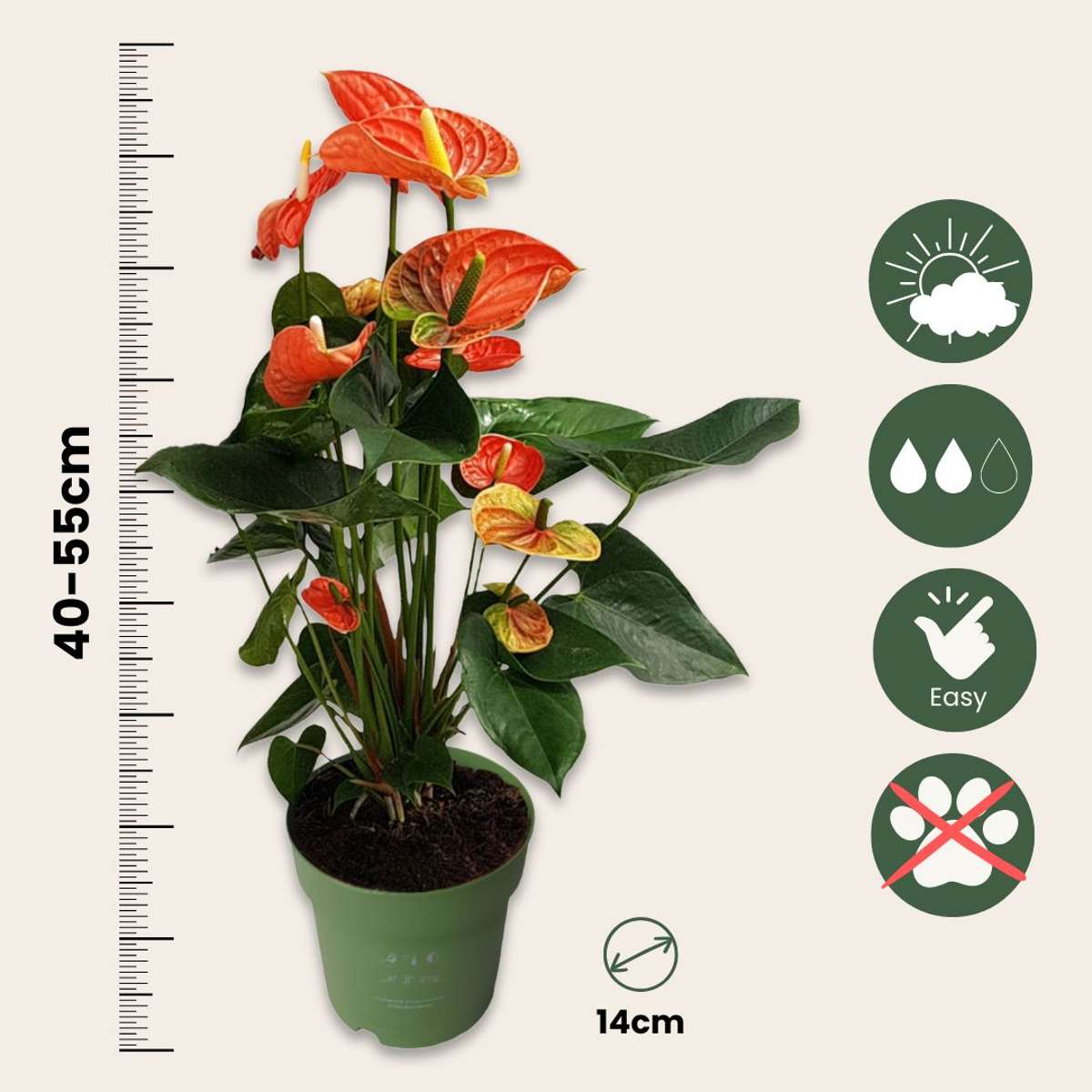 Anthurium 'Madural Orange' - Flamingopflanze