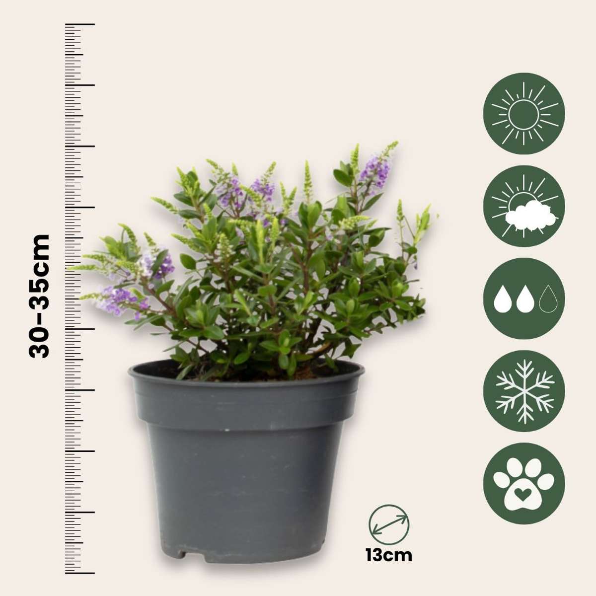 Hebe All Blooms 'Siara' - Blauw - Set van 3