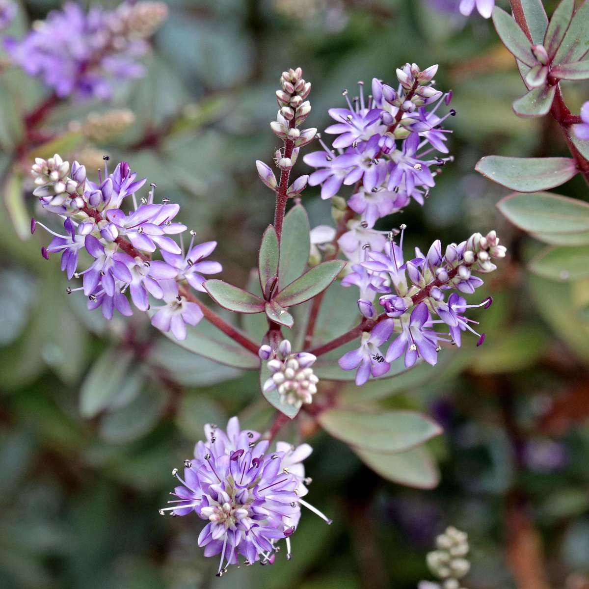 Hebe pinguifolia - Mix van 12 - Struikveronica