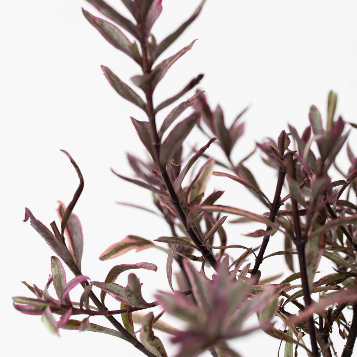 Hebe pinguifolia - Mix van 12 - Struikveronica