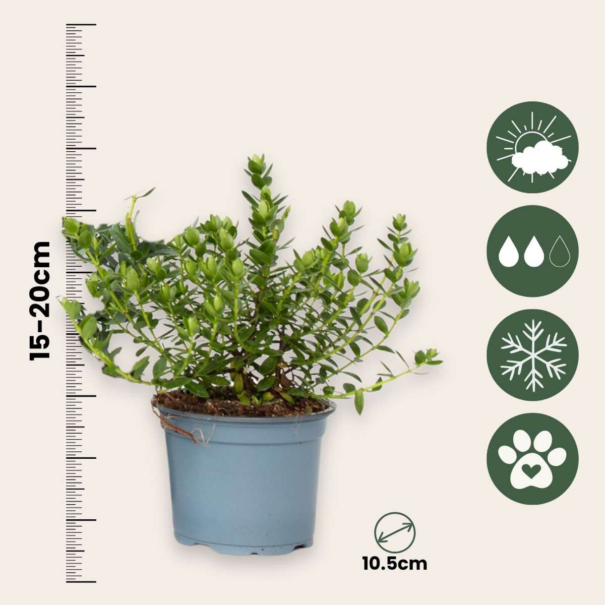 Hebe pinguifolia - Mix van 12 - Struikveronica