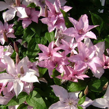 Clematis 'Hagley Hybrid' - Clematis