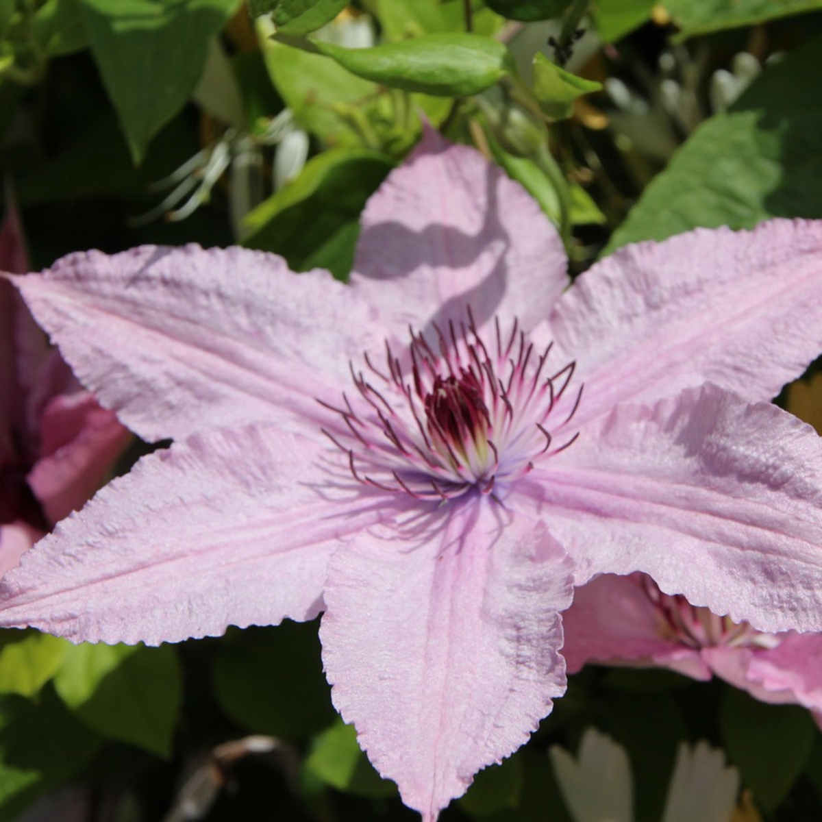 Clematis 'Hagley Hybrid' - Clematis