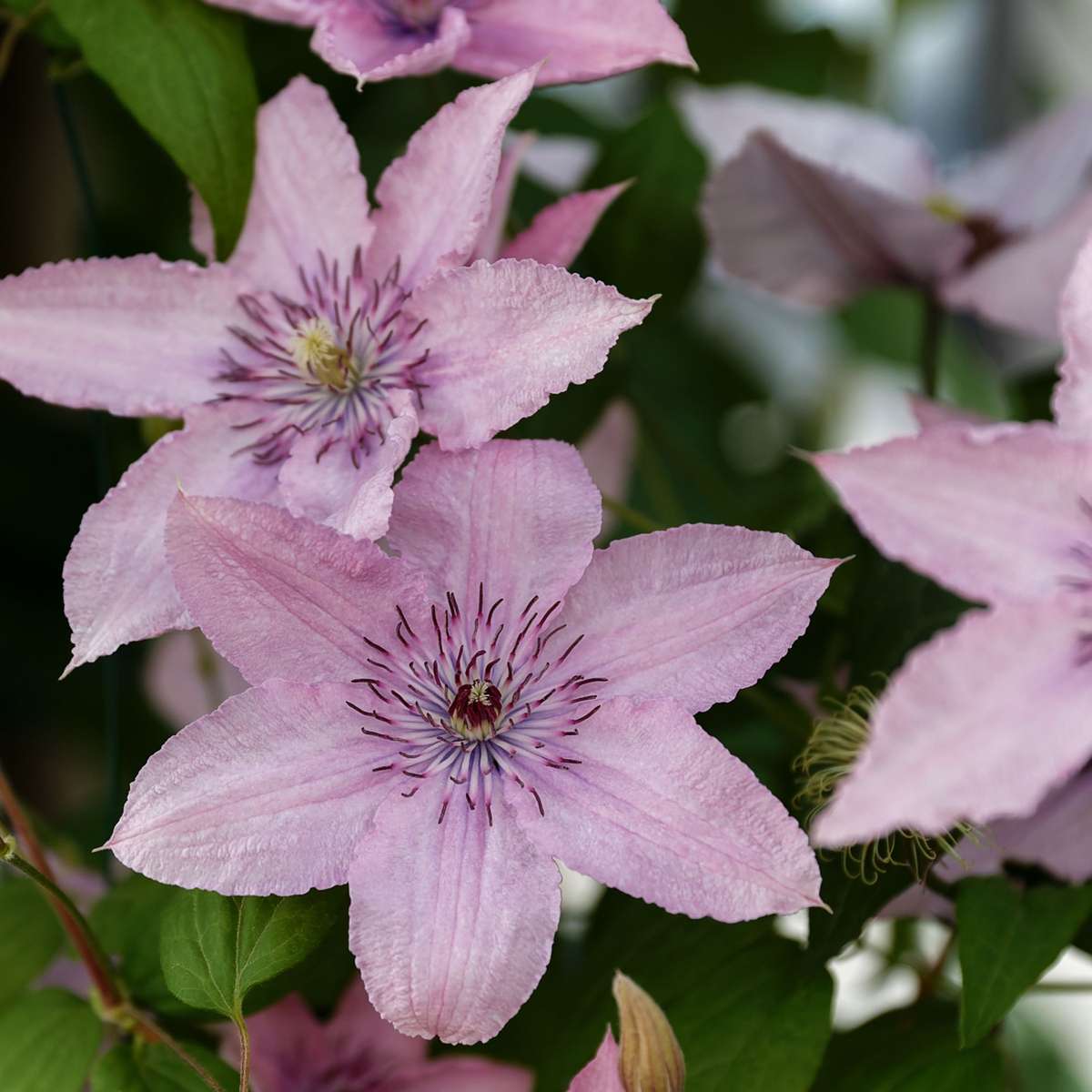 Clematis 'Hagley Hybrid' - 2 Stück - Waldrebe