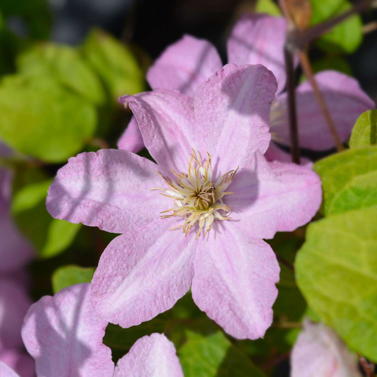 Clematis 'Hagley Hybrid' - 2 Stück - Waldrebe