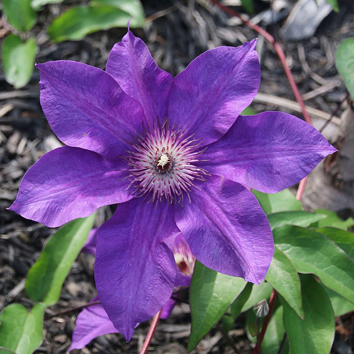 Clematis 'The President' - 2 Stück - Waldranke