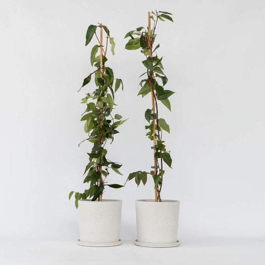 Lonicera henryi Copper Beauty - 2er-Set - Geißblatt