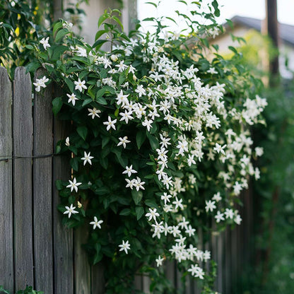 Jasmin XL - Trachelospermum jasminoides