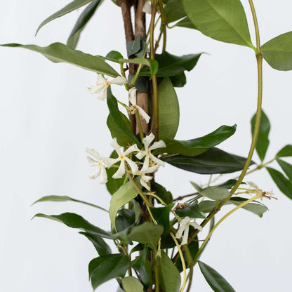 Jasmin XL - Trachelospermum jasminoides
