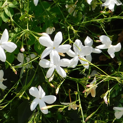 Jasmin XL - Trachelospermum jasminoides