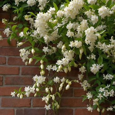 Jasmin XL - Trachelospermum jasminoides