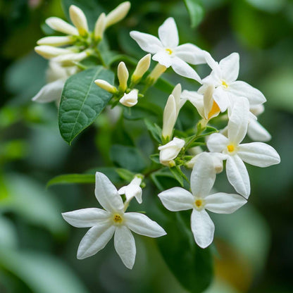 Jasmin XL - Trachelospermum jasminoides
