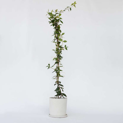 Jasmin XL - Trachelospermum jasminoides