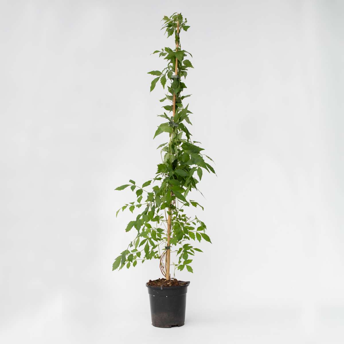 Campsis 'Flava' XL