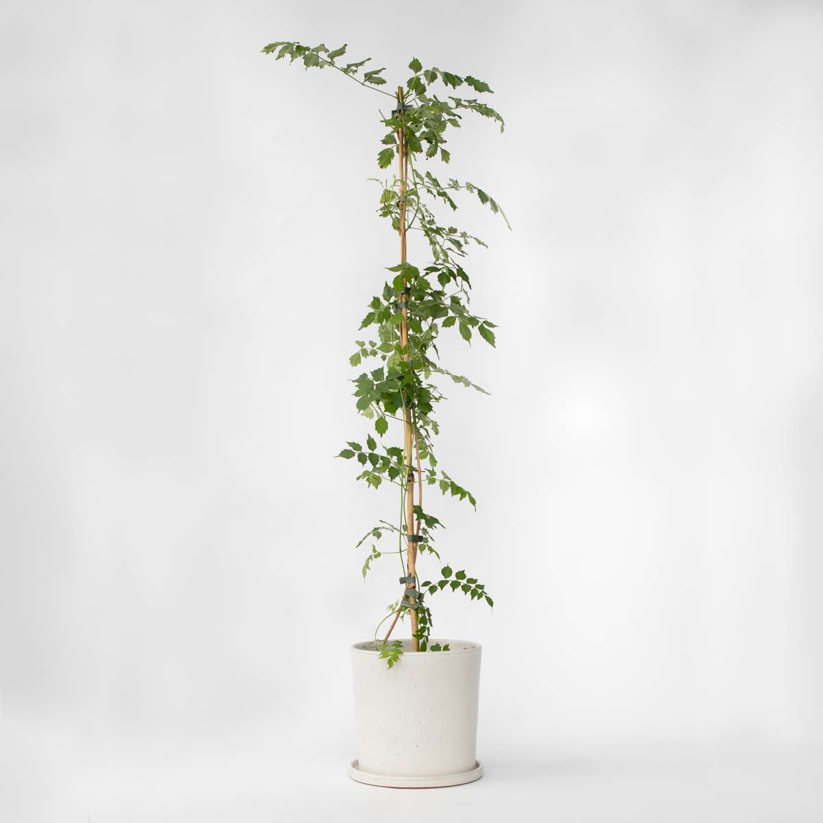 Campsis 'Flava' XL
